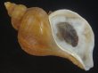 画像1: クリイロヒレエゾボラ(Neptunea lamellosa) 特老成　美品 (1)