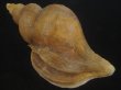 画像2: クリイロヒレエゾボラ(Neptunea lamellosa) 特老成　美品 (2)