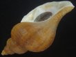 画像3: クリイロヒレエゾボラ(Neptunea lamellosa) 特老成　美品 (3)