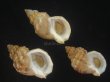 画像1: エゾバイ(Buccinum middendorffi) 美品　3個セット (1)