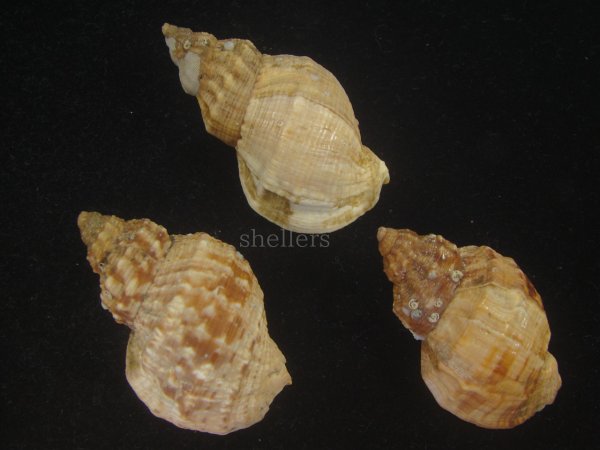 画像2: エゾバイ(Buccinum middendorffi) 美品　3個セット (2)