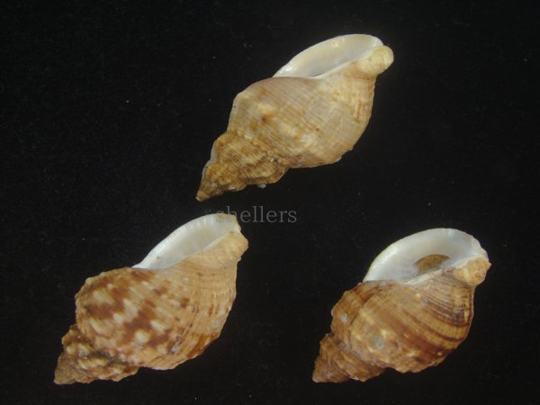 画像3: エゾバイ(Buccinum middendorffi) 美品　3個セット (3)