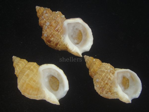 画像1: エゾバイ(Buccinum middendorffi) 美品　3個セット (1)