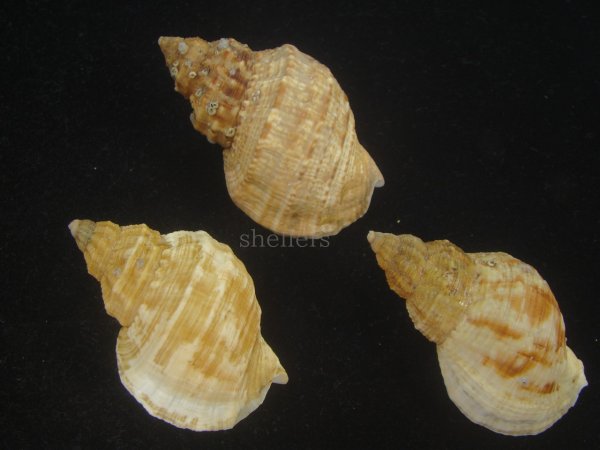 画像2: エゾバイ(Buccinum middendorffi) 美品　3個セット (2)