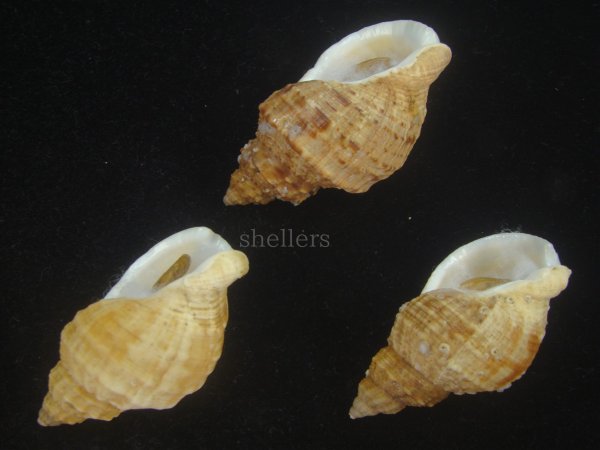 画像3: エゾバイ(Buccinum middendorffi) 美品　3個セット (3)