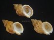 画像1: エゾバイ(Buccinum middendorffi) 美品　3個セット (1)