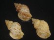 画像2: エゾバイ(Buccinum middendorffi) 美品　3個セット (2)