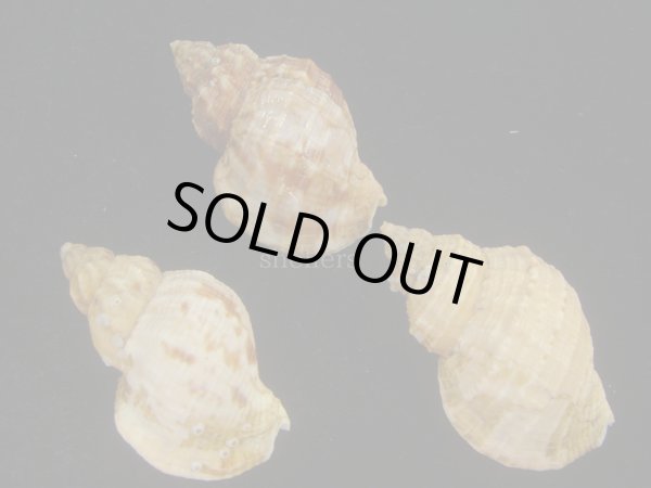 画像2: エゾバイ(Buccinum middendorffi) 美品　3個セット (2)