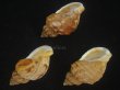 画像3: エゾバイ(Buccinum middendorffi) 美品　3個セット (3)