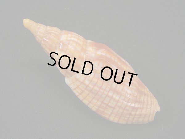 画像2: クローバースジボラ (2)