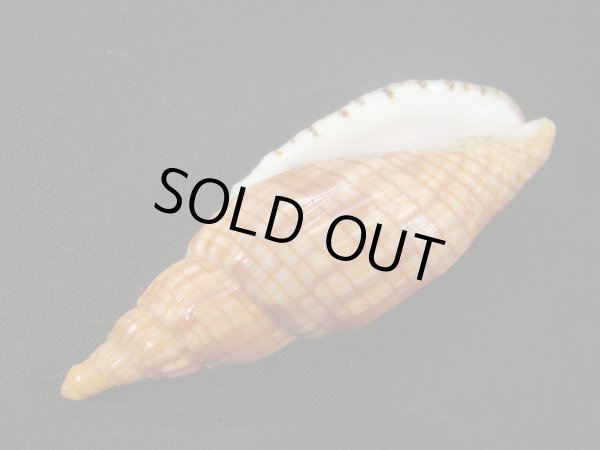 画像3: クローバースジボラ (3)