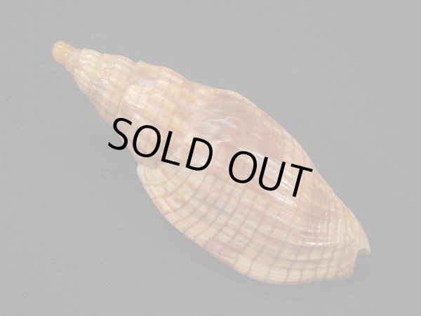 画像2: クローバースジボラ (2)