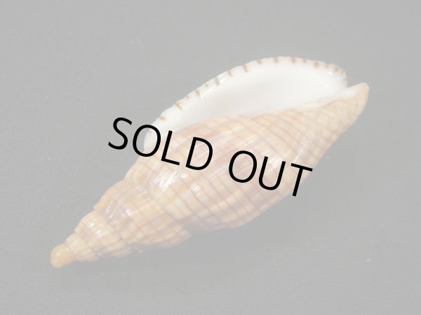 画像3: クローバースジボラ (3)