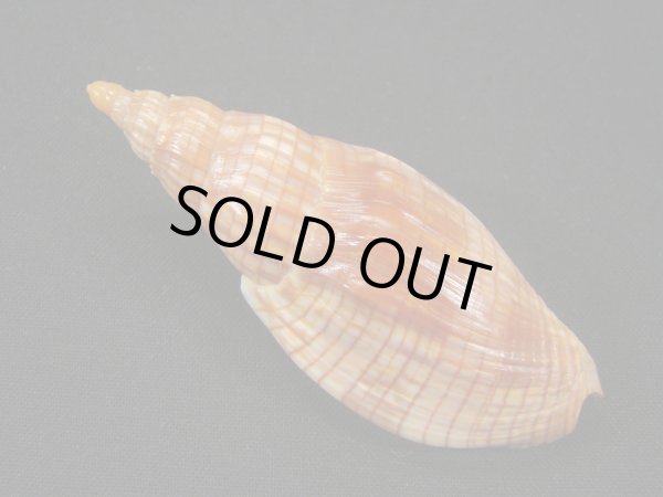 画像2: クローバースジボラ (2)