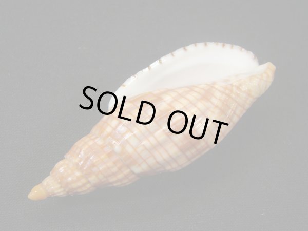 画像3: クローバースジボラ (3)