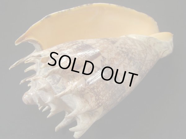 画像3: ミヒカリコオロギ　特大 (3)