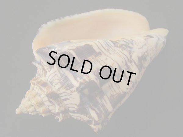 画像3: ヘブライボラ　濃色　特老成　ビックノッブ (3)