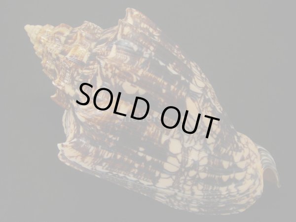 画像2: ヘブライボラ 特濃色 特大 (2)