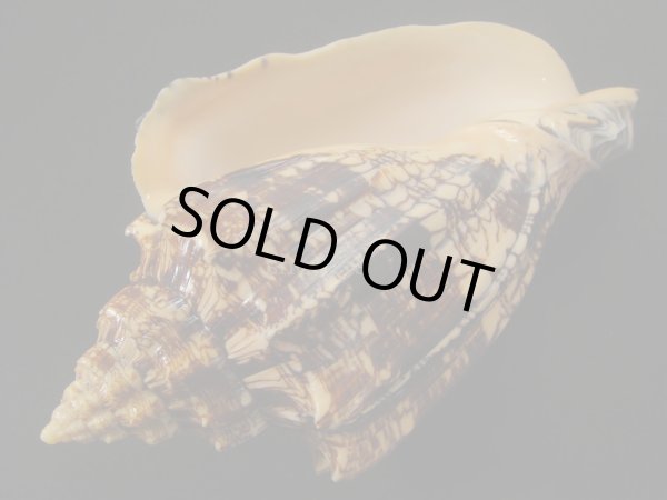 画像3: ヘブライボラ 特濃色 特大 (3)