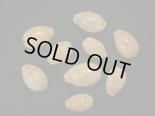 タカラガイ・ウミウサギ類 - Kaiショップ