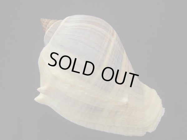 画像2: ダルマカンムリボラ (2)