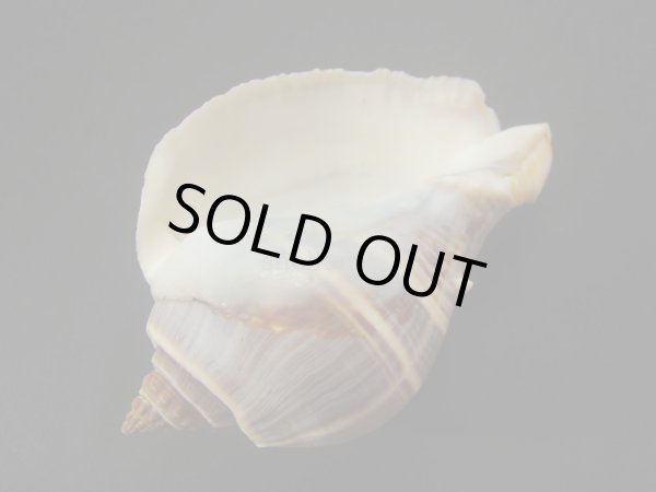 画像3: ダルマカンムリボラ (3)