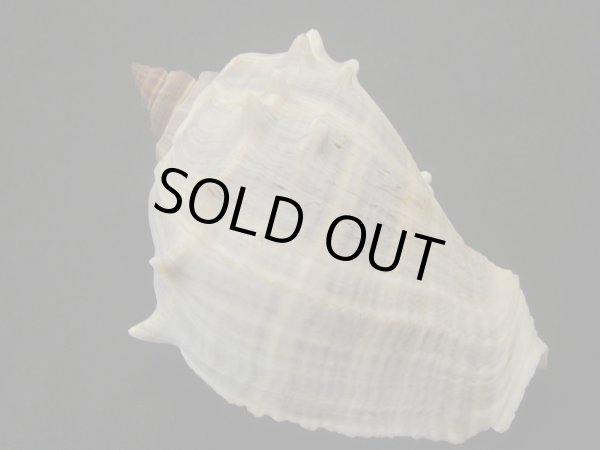 画像2: ダルマカンムリボラ (2)