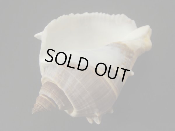 画像3: ダルマカンムリボラ (3)