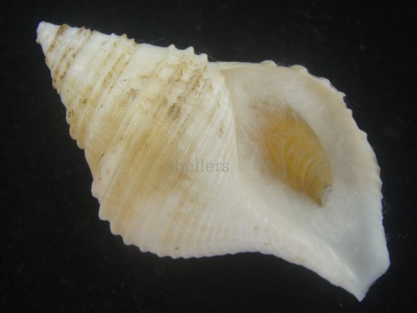 画像1: エトロフエゾボラ(Neptunea costaria) 大　美品 (1)