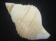 画像2: エトロフエゾボラ(Neptunea costaria) 大　美品 (2)