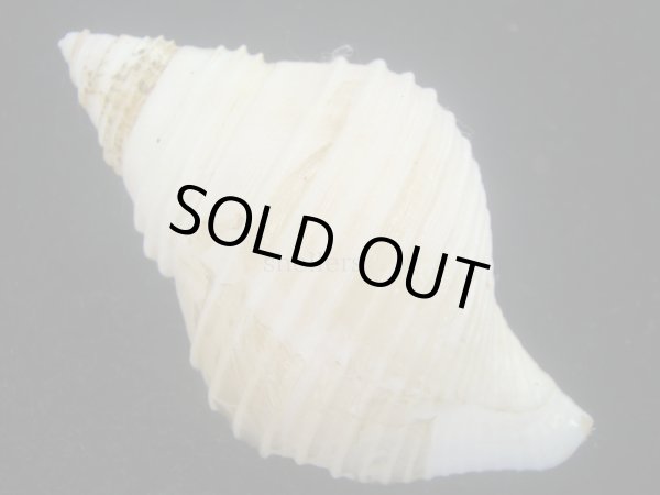 画像2: エトロフエゾボラ(Neptunea costaria) 大　美品 (2)