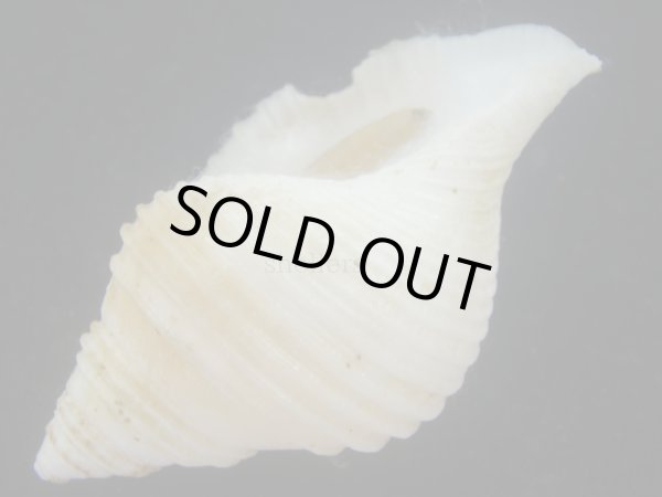 画像3: エトロフエゾボラ(Neptunea costaria) 大　美品 (3)