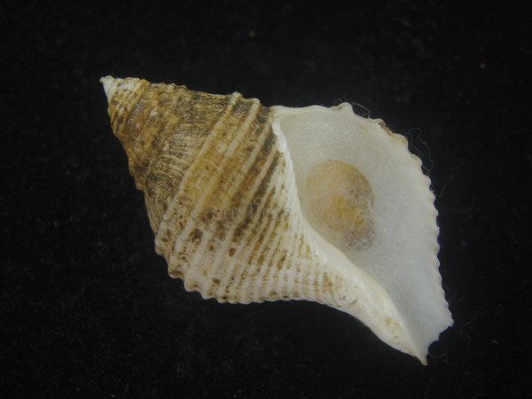 画像1: エトロフエゾボラ(Neptunea costaria) 特美品 (1)