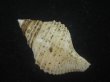 画像2: エトロフエゾボラ(Neptunea costaria) 特美品 (2)