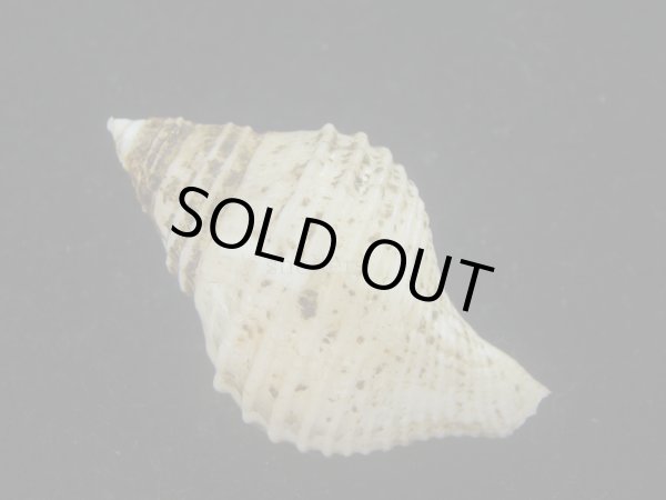 画像2: エトロフエゾボラ(Neptunea costaria) 特美品 (2)