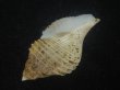 画像3: エトロフエゾボラ(Neptunea costaria) 特美品 (3)