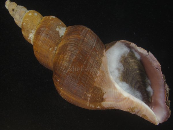 画像1: ナガバイ(Beringius polynematicus) 大　濃色　美品 (1)