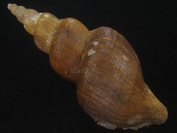 画像2: ナガバイ(Beringius polynematicus) 大　濃色　美品 (2)