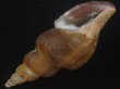 画像3: ナガバイ(Beringius polynematicus) 大　濃色　美品 (3)