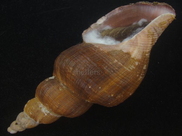 画像3: ナガバイ(Beringius polynematicus) 大　濃色　美品 (3)