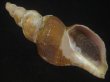 画像1: ナガバイ(Beringius polynematicus) 美品 (1)