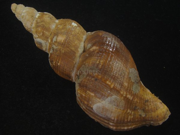 画像2: ナガバイ(Beringius polynematicus) 美品 (2)