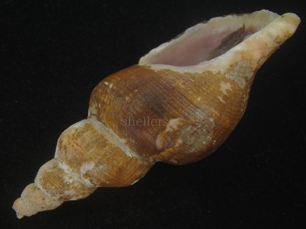 画像3: ナガバイ(Beringius polynematicus) 美品 (3)