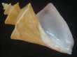 画像1: チマキボラ(Thatcheria mirabilis) 102ｍｍ　特大　美品 (1)