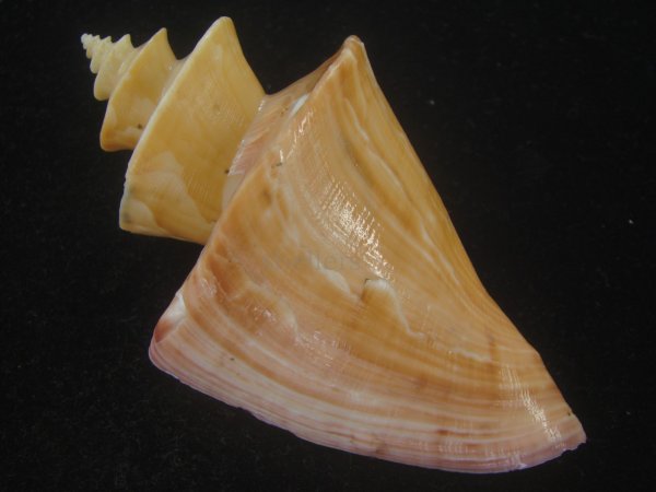 画像2: チマキボラ(Thatcheria mirabilis) 102ｍｍ　特大　美品 (2)