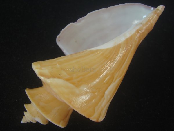 画像3: チマキボラ(Thatcheria mirabilis) 102ｍｍ　特大　美品 (3)