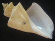 画像1: チマキボラ(Thatcheria mirabilis) 99.5ｍｍ　特大　美品 (1)