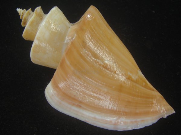 画像2: チマキボラ(Thatcheria mirabilis) 99.5ｍｍ　特大　美品 (2)