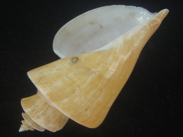 画像3: チマキボラ(Thatcheria mirabilis) 99.5ｍｍ　特大　美品 (3)