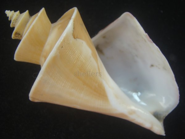 画像1: チマキボラ(Thatcheria mirabilis) 大　美品 (1)